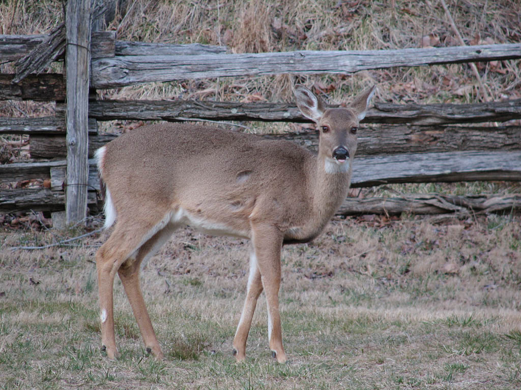 Deer (Category:  Rock Climbing)