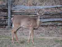 Deer (Category:  Rock Climbing)