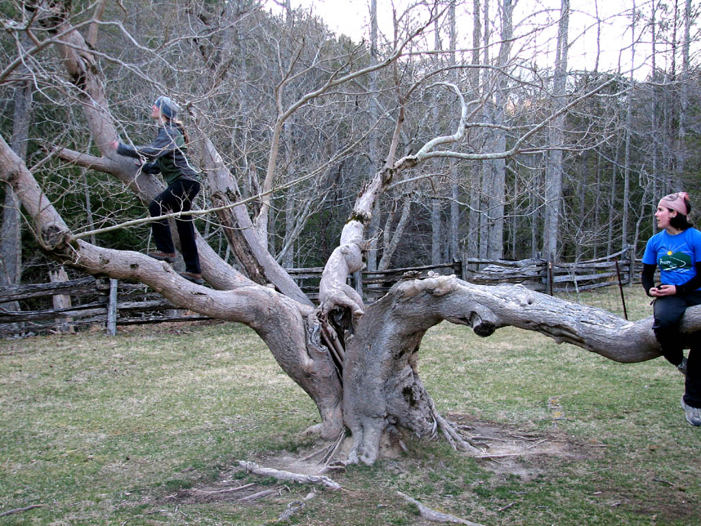 Anna and Amanda in an interesting tree. (Category:  Rock Climbing)