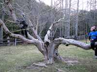 Anna and Amanda in an interesting tree. (Category:  Rock Climbing)