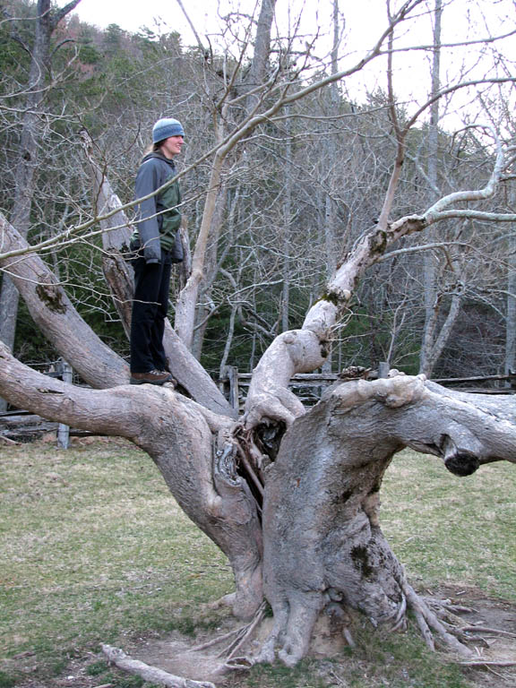 Anna in an interesting tree. (Category:  Rock Climbing)