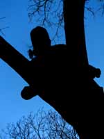 Anna in an interesting tree. (Category:  Rock Climbing)