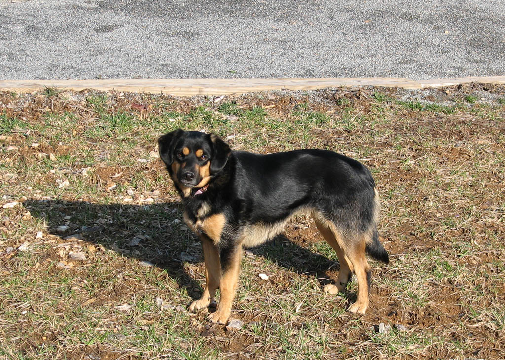 The puppy in the morning. (Category:  Rock Climbing)