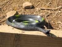 Somehow this plastic snake ended up on a ledge in the middle of a busy climb.  Hmmm.... (Category:  Rock Climbing)