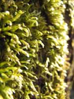 Moss growing on the side of a tree. (Category:  Backpacking)