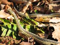 The snake. (Category:  Backpacking)