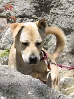 Very cute dog with one floppy ear. (Category:  Rock Climbing)
