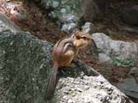 Cute chipmunk (Category:  Rock Climbing)