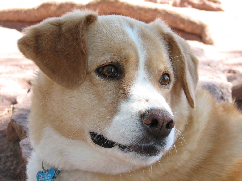 Brielle at the top of Mt. Sanitas. (Category:  Rock Climbing)