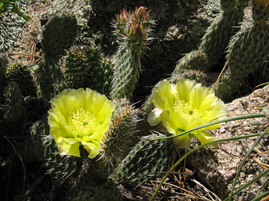 Cactus (Category:  Rock Climbing)