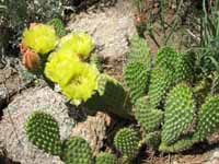 Cactus (Category:  Rock Climbing)