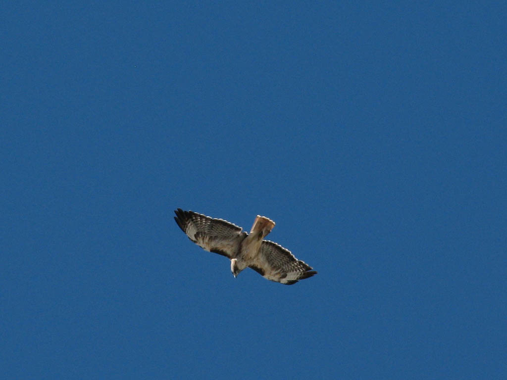 This guy was enjoying the thermals for a few minutes. (Category:  Rock Climbing)