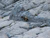 We saw marmots and marmot droppings all the way up the climb, including at the summit. (Category:  Rock Climbing)