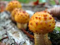 Magical Mushrooms (Category:  Backpacking)