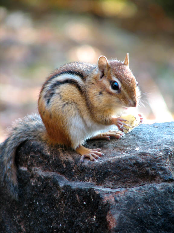 Chipmunk (Category:  Backpacking)