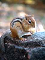 Chipmunk (Category:  Backpacking)