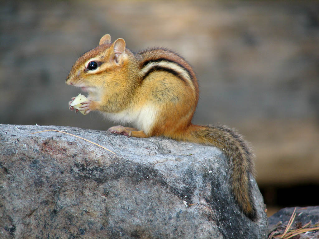 Mice and chipmunks at the shelters were very aggressive when it came to attempting to steal food. (Category:  Backpacking)