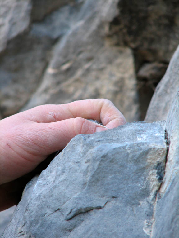 Potrero limestone sometimes yields awesome jugs like this one. (Category:  Rock Climbing)