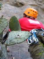 Sometimes the cactus provides extra incentive to not fall. (Category:  Rock Climbing)