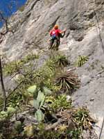 Sometimes the cactus provides extra incentive to not fall. (Category:  Rock Climbing)