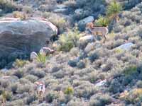 Bighorn Sheep (Category:  Rock Climbing)