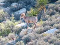 Bighorn Sheep (Category:  Rock Climbing)