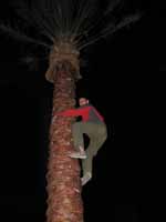 Keith tree climbing. (Category:  Rock Climbing)