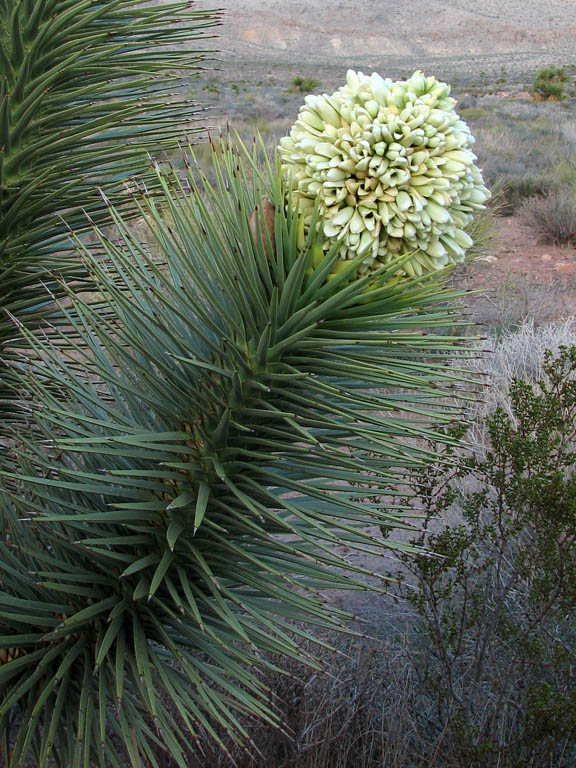 Joshua Tree blossom (Category:  Rock Climbing)