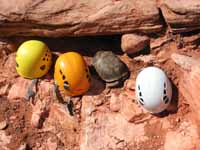 Desert Tortise trying to hide among his helmet friends. (Category:  Rock Climbing)