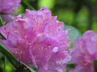 The Rhododendron were in full bloom.  We just missed the Tulip Poplars blooming. (Category:  Rock Climbing)