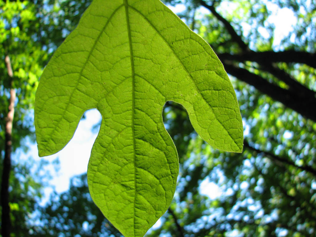 There was lots of Sassafras at the base of the cliff. (Category:  Rock Climbing)