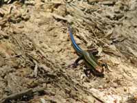Blue tailed skink. (Category:  Rock Climbing)