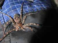 Huge spider (Category:  Rock Climbing)