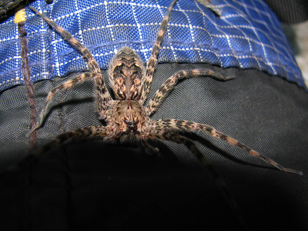 Hiding in the shadows won't help... he still sees you. (Category:  Rock Climbing)