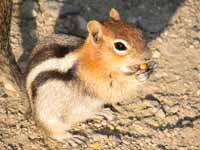 Ground Squirrel (Category:  Rock Climbing)