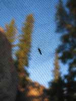 One of the hundred thousand mosquitoes surrounding my bivy sack.  They can bite you through the netting if you get close enough. (Category:  Rock Climbing)