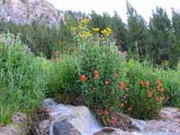 Wildflowers are beautiful here. (Category:  Rock Climbing)