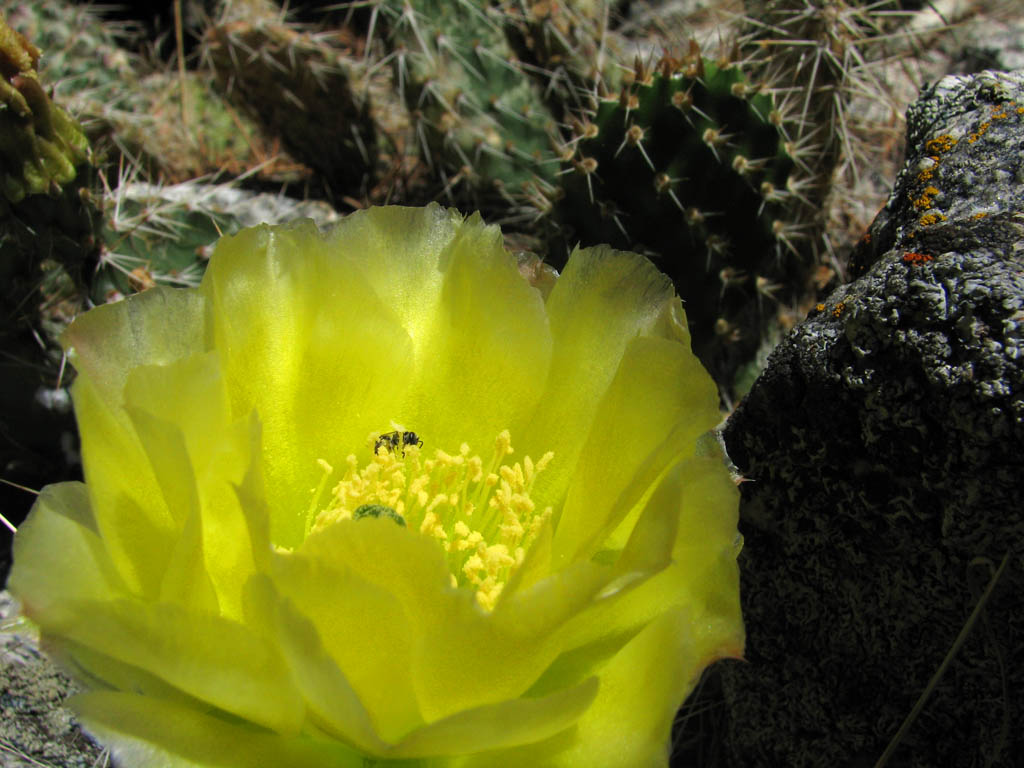 Cactus in bloom (Category:  Rock Climbing)