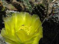 Cactus in bloom (Category:  Rock Climbing)