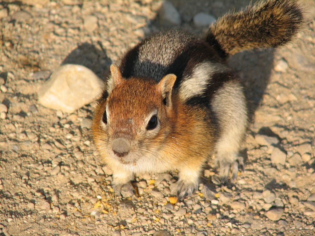 Ground Squirrel (Category:  Rock Climbing)