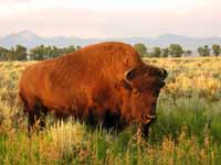 Bison (Category:  Rock Climbing)