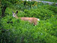 Deer on the hike to Garnet Canyon. (Category:  Rock Climbing)