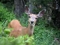 Deer on the hike to Garnet Canyon. (Category:  Rock Climbing)