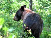 Nope.  Just a black bear. (Category:  Rock Climbing)