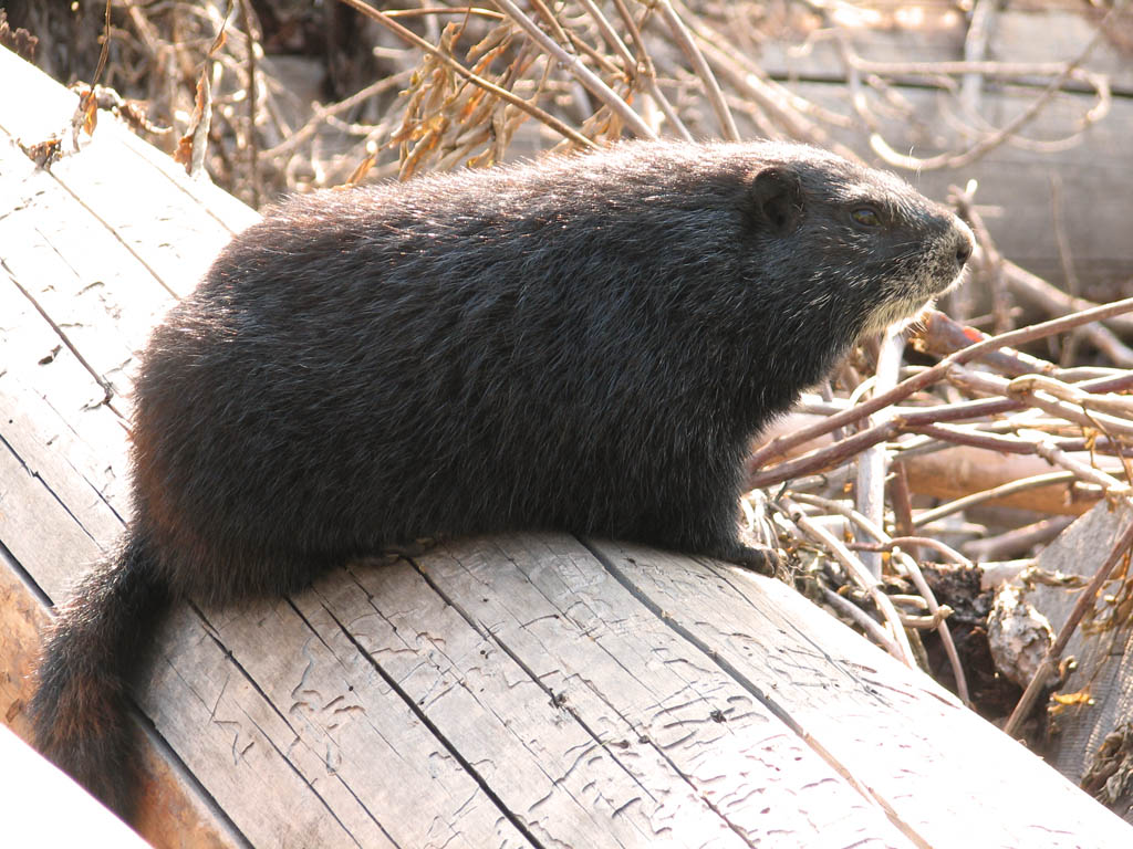 Marmot (Category:  Rock Climbing)