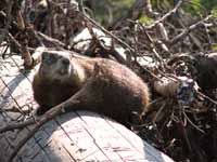 Marmot (Category:  Rock Climbing)