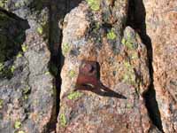 The only bolts we saw the entire time in the Tetons were on top of Baxter's Pinnacle.  This bolt and a modern rap station. (Category:  Rock Climbing)