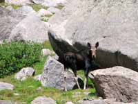 Mule! (Category:  Rock Climbing)