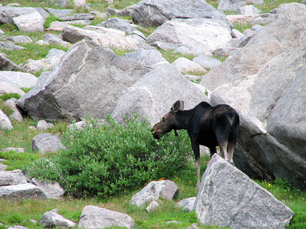 Mule? (Category:  Rock Climbing)