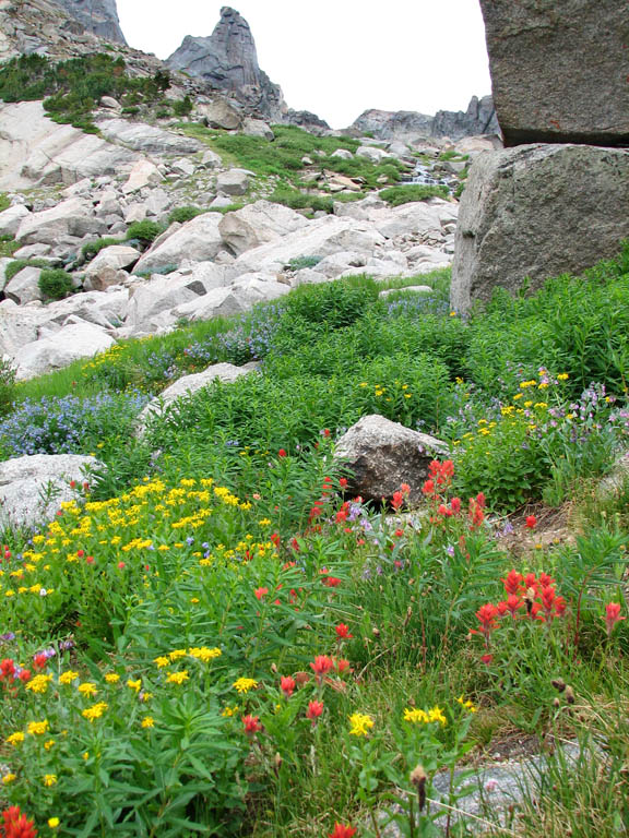 Wildflowers (Category:  Rock Climbing)